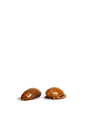 Salt & pepper Bug