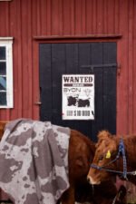 Pledd Anima cow - Bilde 7